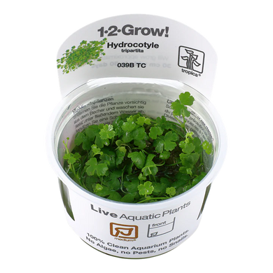 Tropica Pot Hydrocotyle tripartita