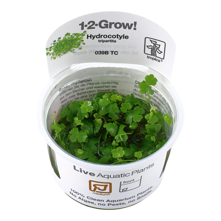 Tropica Pot Hydrocotyle tripartita