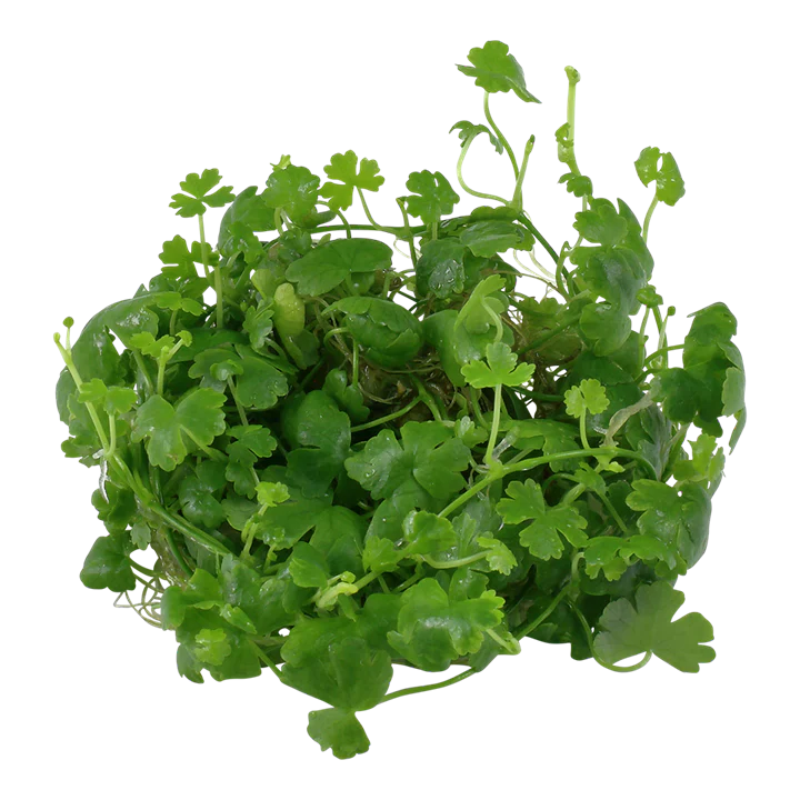 Tropica Pot Hydrocotyle tripartita
