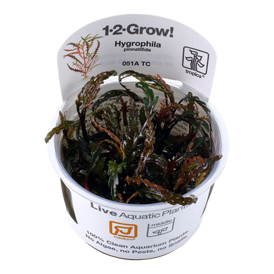 Tropica Pot Hygrophila Pinnatifida