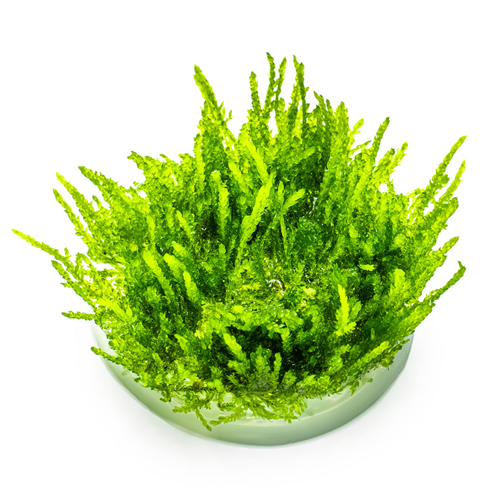 Tropica Pot Vesicularia ferriei Weeping Moss