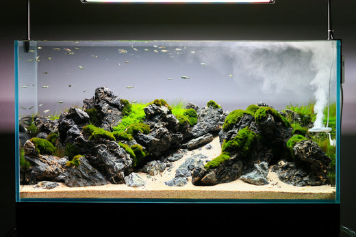Twinstar Nano+ steriliser upto 250L