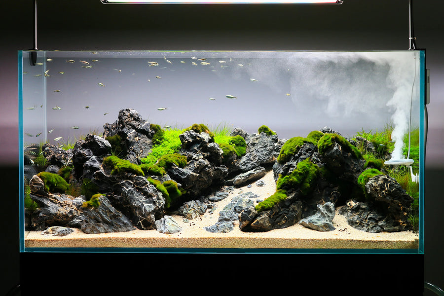 Twinstar Nano+ steriliser upto 250L