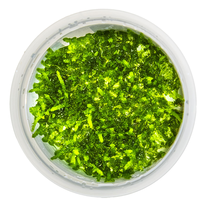 Tropica Pot Vesicularia ferriei Weeping Moss