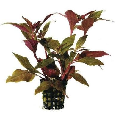 Aquadip Potted Plant- Alternanthera Cardinalis