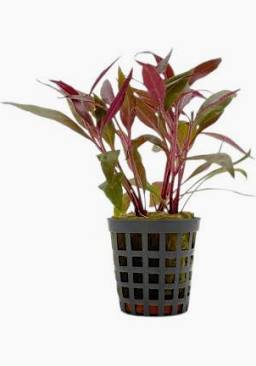 Aquadip Potted Plant - Alternanthera Reineckii