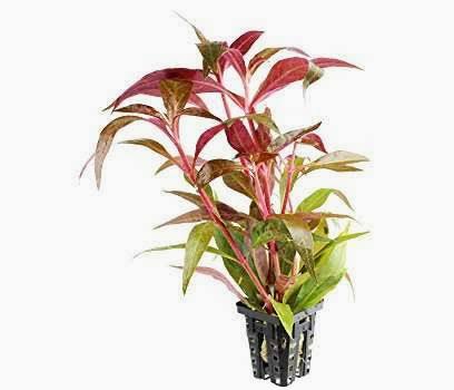 Aquadip Potted Plant- Alternanthera Rosaefolia