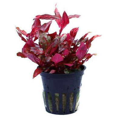 Aquadip Potted Plant- Alternanthera Rosaefolia Rosanervig