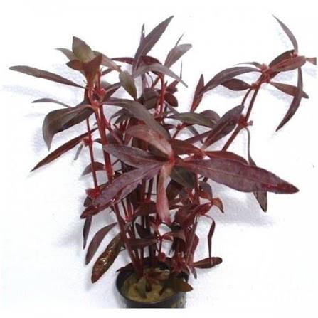 Aquadip Potted Plant - Alternanthera Sessilis