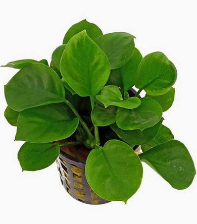 Aquadip potted Plant-Anubias Barteri "Gold Coin"