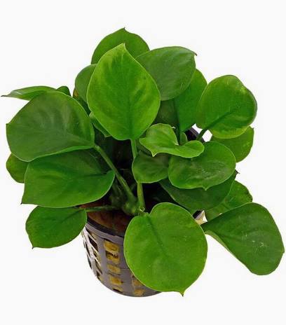 Aquadip potted Plant-Anubias Barteri "Gold Coin"