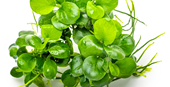 Tropica Pot Anubias Barteri 'Mini Coin'