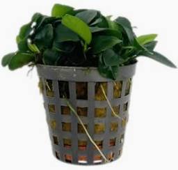 Aquadip Potted Plant- Anubias Bonzai