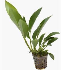 Aquadip Potted Plant - Anubias Congensis