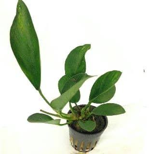 Aquadip Potted Plant- Anubias Congensis