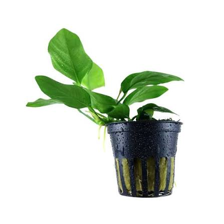 Aquadip Potted Plant - Anubias Nana