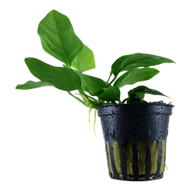 Tropica Pot - Anubias barteri var. nana