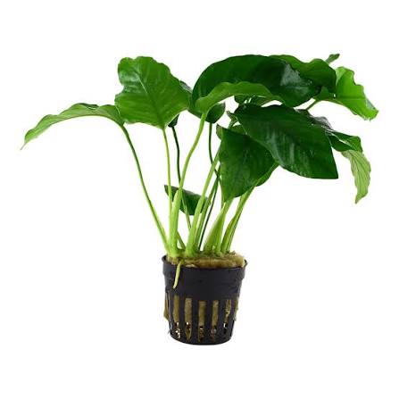 Aquadip Potted Plant - Anubias Barteri