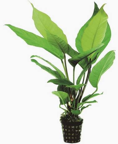 Aquadip Potted Plant - Anubias Heterophylla