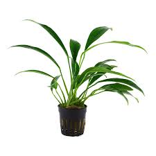 Aquadip Potted Plant - Anubias Minima