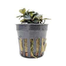 Aquadip Potted Plant - Bucephalandra Theia Red