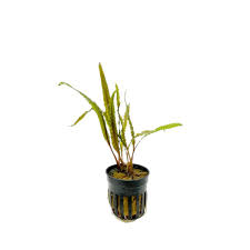Aquadip Potted Plant- Cryptocoryne Balansae