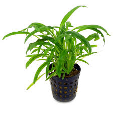 Aquadip Potted Plant - Cryptocoryne Costata