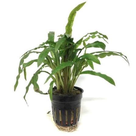 Aquadip Potted Plant- Cryptocoryne Costata
