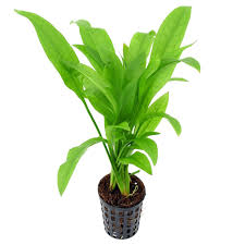 Aquadip Potted Plant - Echinodorus parviflorus
