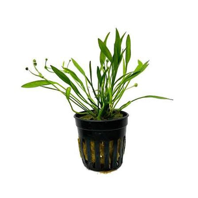 Aquadip Potted Plant - Echinodorus tenellus