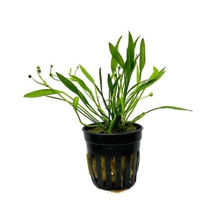 Aquadip Potted Plant - Echinodorus tenellus