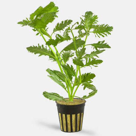 Aquadip Potted Plant - Hygrophila difformis “Wisteria”