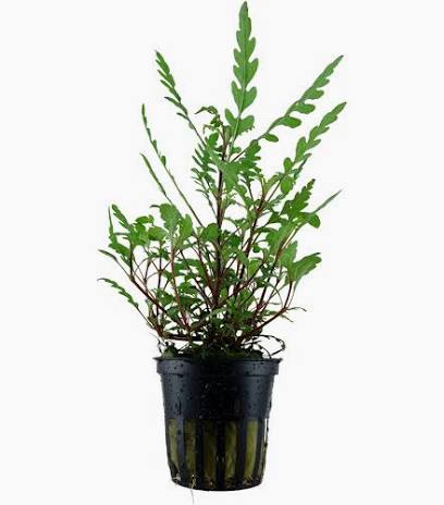 Aquadip Potted Plant- Hygrophila pinnatifida