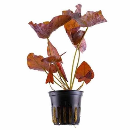 Aquadip Potted Plant- Nymphea tiger lotus – Red