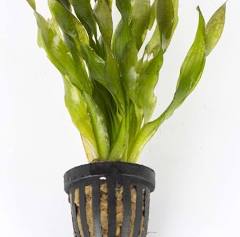 Aquadip Potted Plant - Vallisneria Torta