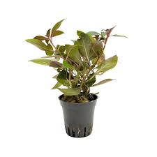 Aquadip Potted Plant Ludwigia Repens Diamond Red