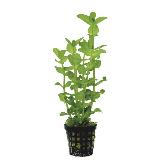 Aquadip Potted Plant- Bacopa Amplexicaulis 'Caroliniana'