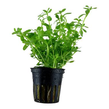 Aquadip Potted Plant- Bacopa Creneta/Monieri