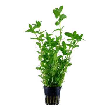 Tropica Pot - Bacopa caroliniana