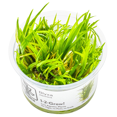 Tropica Pot Blyxa japonica