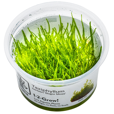 Tropica Pot Taxiphyllum Barbieri Bogor Moss