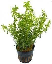 Aquadip Potted Plant- Rotala bossii