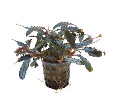 Aquadip Potted Plant - Bucephalandra biblis