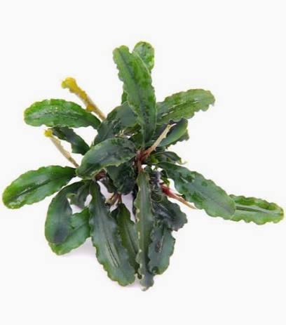 Aquadip Potted Plant- Bucephalandra Sintang