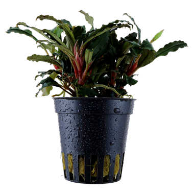 Tropica Potted Plant - Bucephalandra sp. 'Red'