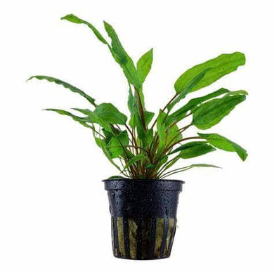 Aquadip Potted Plant - Cryptocoryne Mix