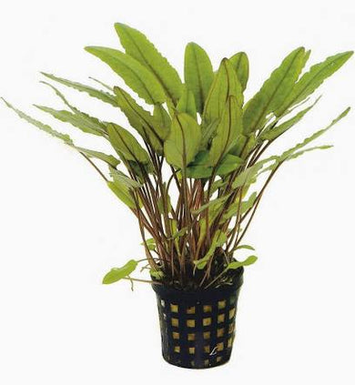 Aquadip Potted Plant - Cryptocoryne Undulates