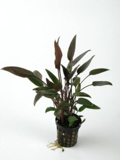 Aquadip Potted Plant - Cryptocoryne Walkerii