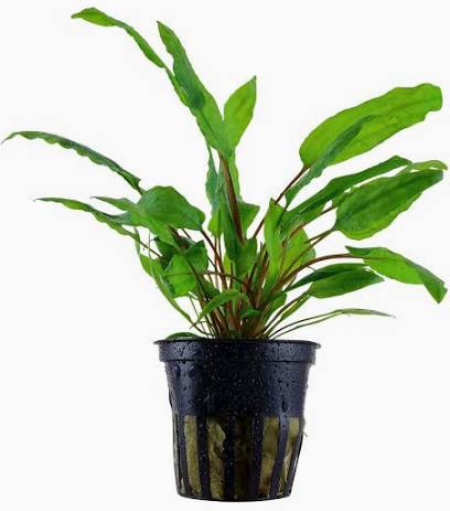 Aquadip Potted Plant - Cryptocoryne Wendii- Green