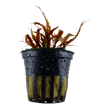 Tropica Pot- Cryptocoryne albida 'Brown'